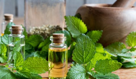 La menta és ideal per a combatre els mosquits