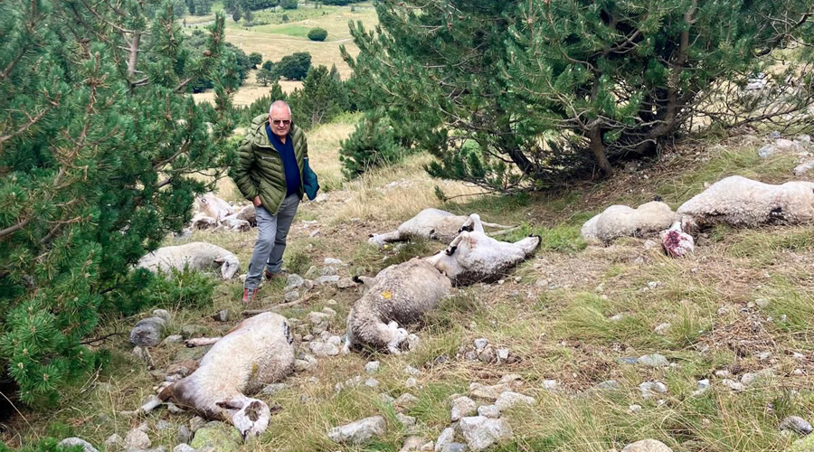 Ovelles mortes al Camí del Port de Vielha (Foto: Conselh Generau d'Aran)