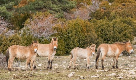 Cavalls de Przewalski a la Reserva Nacional de Caça de Boumort
