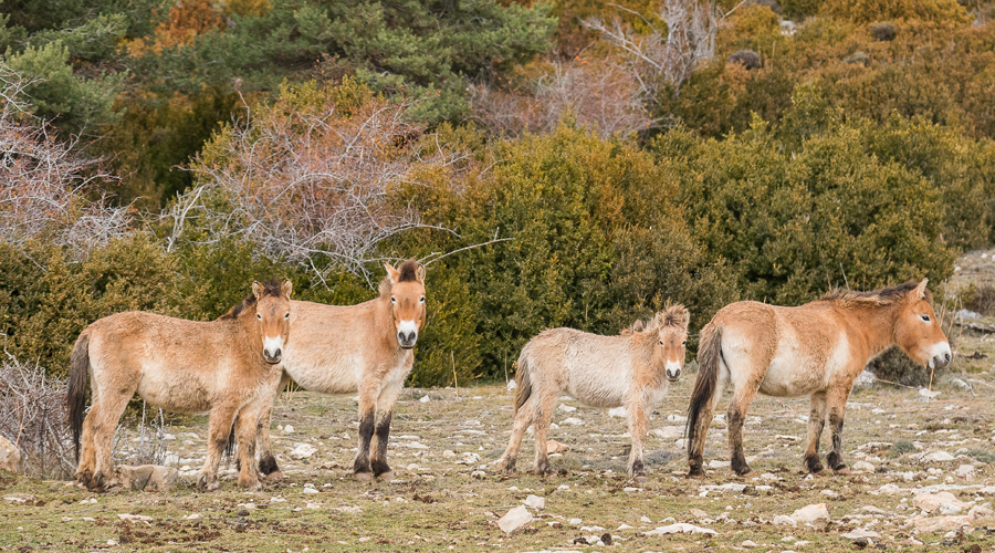 Cavalls de Przewalski a la Reserva Nacional de Caça de Boumort (Foto: Jordi Bartolomé/UAB)