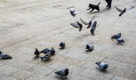 Un bon nombre de coloms en llibertat