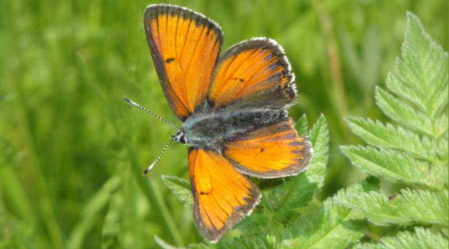 Un exemplar de coure de mollera mascle (Gencat.cat)