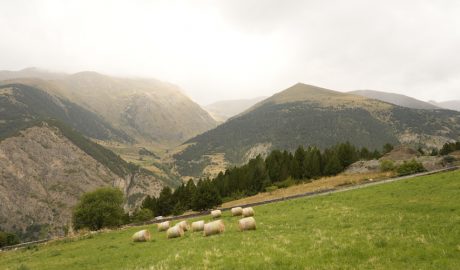 Un camp de dall