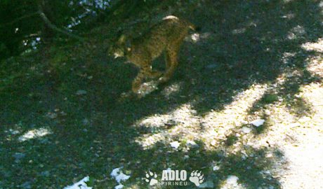 Detecció, mitjançant càmeres, d'un linx ibèric als Pirineus