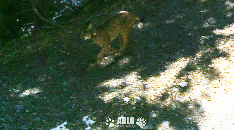 Detecció, mitjançant càmeres, d'un linx ibèric als Pirineus (Imatge: ADLO)