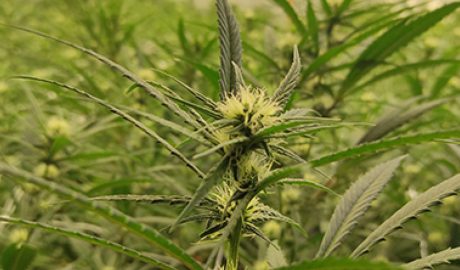 Plantes de marihuana