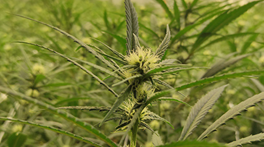 Plantes de marihuana (Govern.cat)