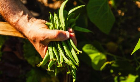 Un manat de mongetes verdes