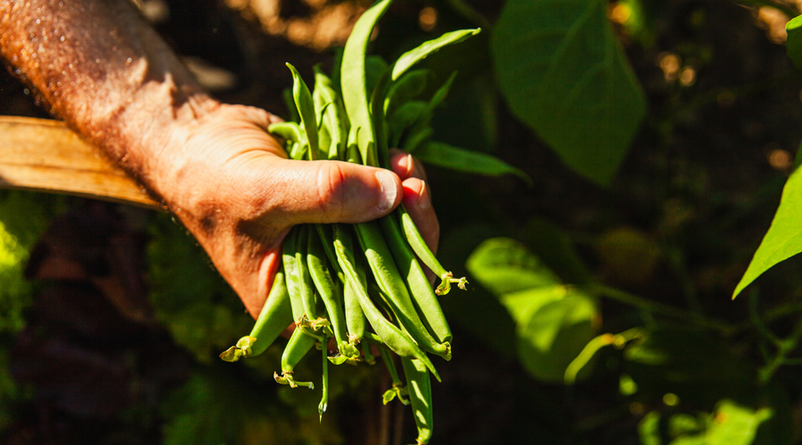 Un manat de mongetes verdes (AMIC)