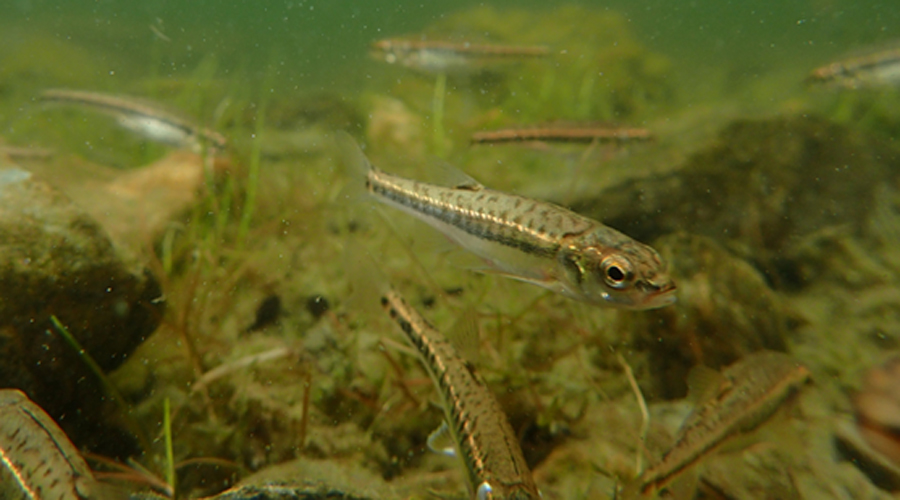 Exemplars de Veró en les zones afectades (Govern.cat)