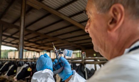 Un professional administrant les vacunes al bestiar