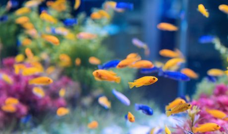 Un aquari ple de peixos petits