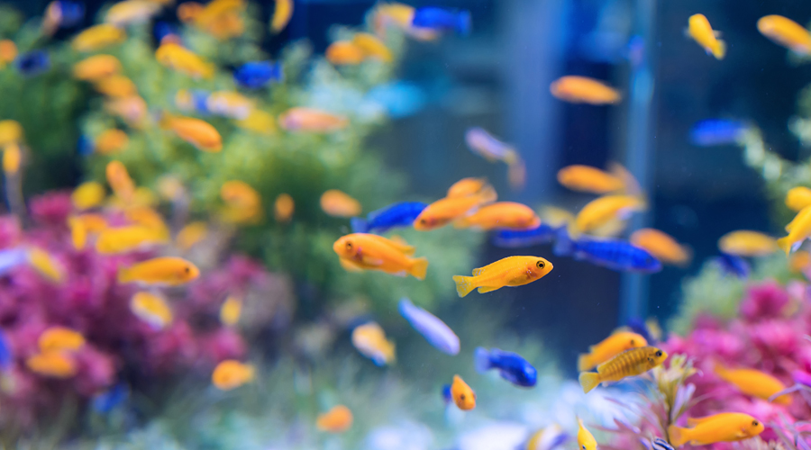 Un aquari ple de peixos petits