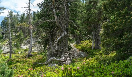 Bosc de pi negre, amb sotabosc de neret, al Parc Natural de l'Alt Pirineu