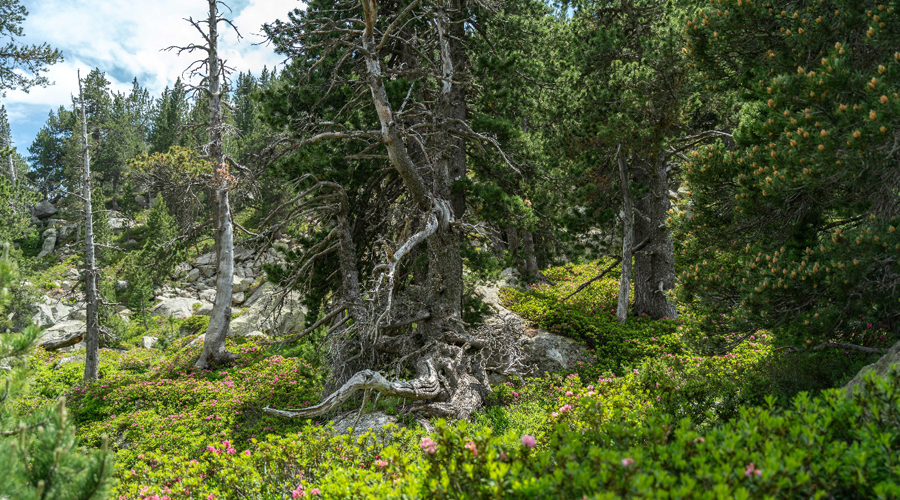 Bosc de pi negre, amb sotabosc de neret, al Parc Natural de l'Alt Pirineu. Imatge: Galdric Mossoll Clos (CREAF).