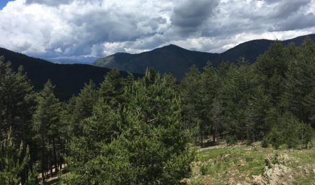 Bosc de Sant Joan de l'Erm