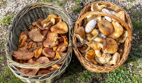 Dues cistelles amb bolets