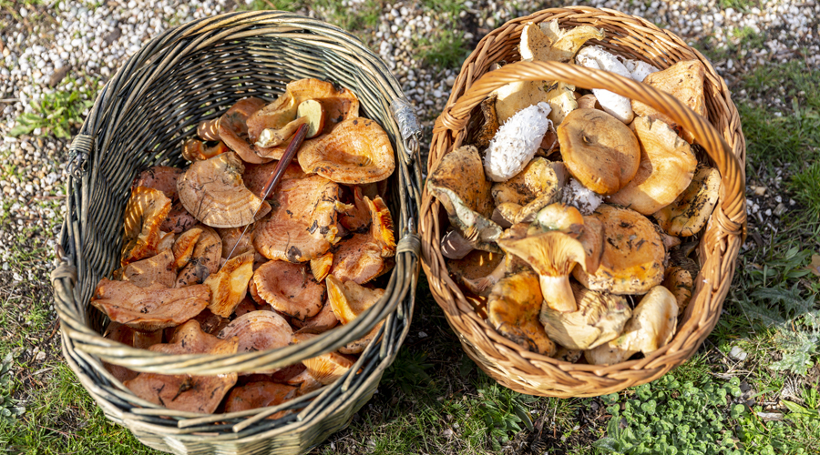Dues cistelles amb bolets (Getty Images)