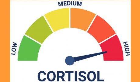 La funció principal del cortisol és ajudar l’organisme a respondre a situacions d’estrès