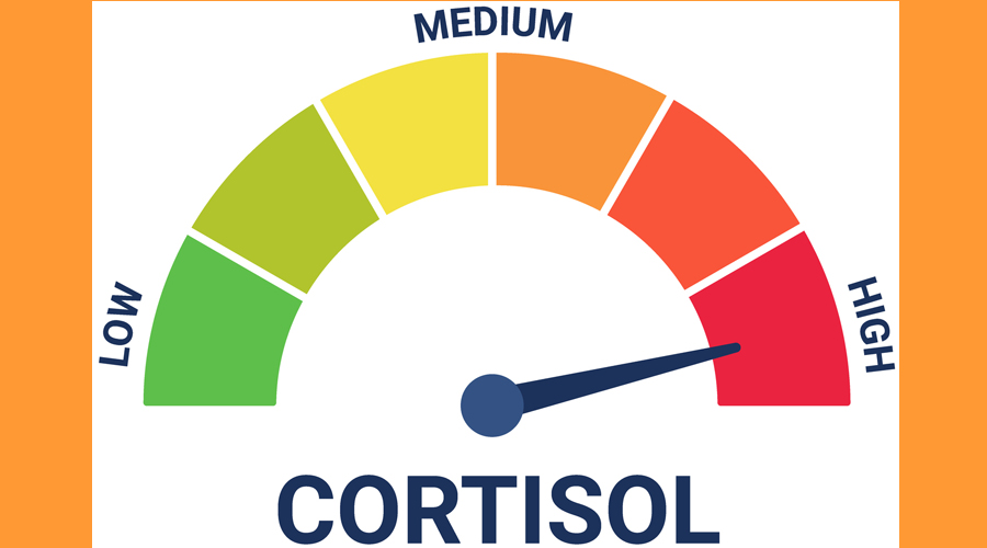 La funció principal del cortisol és ajudar l’organisme a respondre a situacions d’estrès