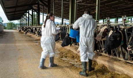 Veterinaris vacunant el bestiar de la zona afectada per la dermatosi nodular contagiosa