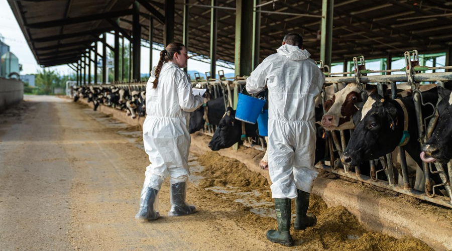 Veterinaris vacunant el bestiar de la zona afectada per la dermatosi nodular contagiosa (Govern.cat)