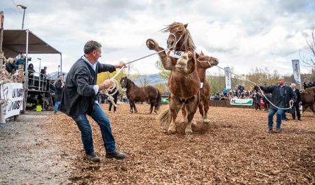 Fira de Cavalls de Puigcerdà
