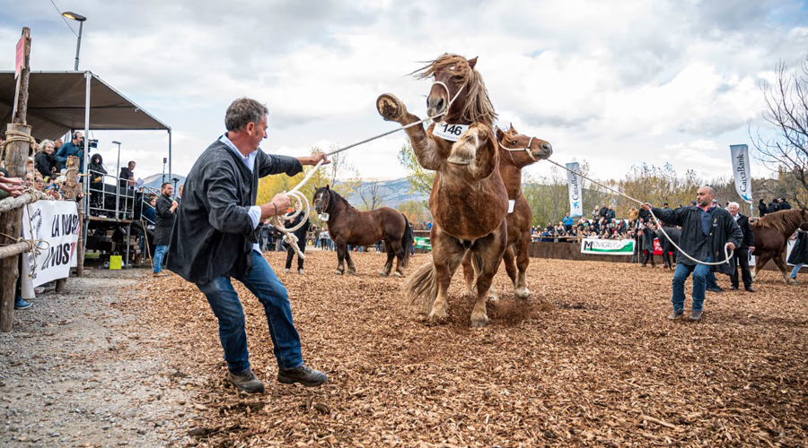 Fira de Cavalls de Puigcerdà (Foto: Aj. Puigcerdà / arxiu)