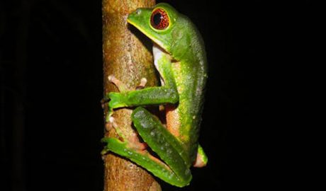 Un exemplar de granota d'ulls vermells