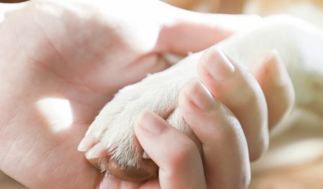 La mà d'una persona agafant la pota d'un gos