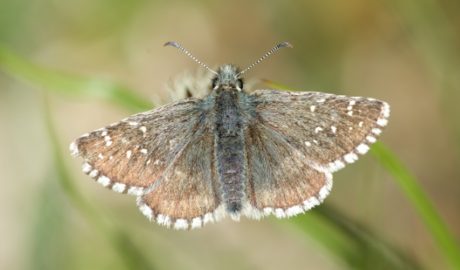 Un exemplar de merlet alpí