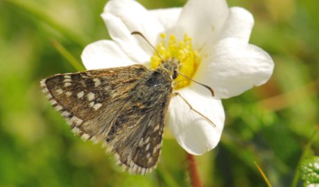 Un exemplar de merlet boreal