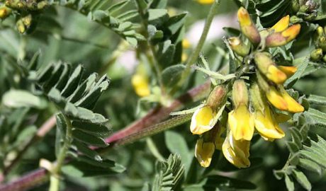 Imatge d'una de les plantes incloses en el Catàleg