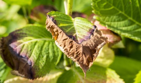 Les fulles d'una planta afectades pel sol