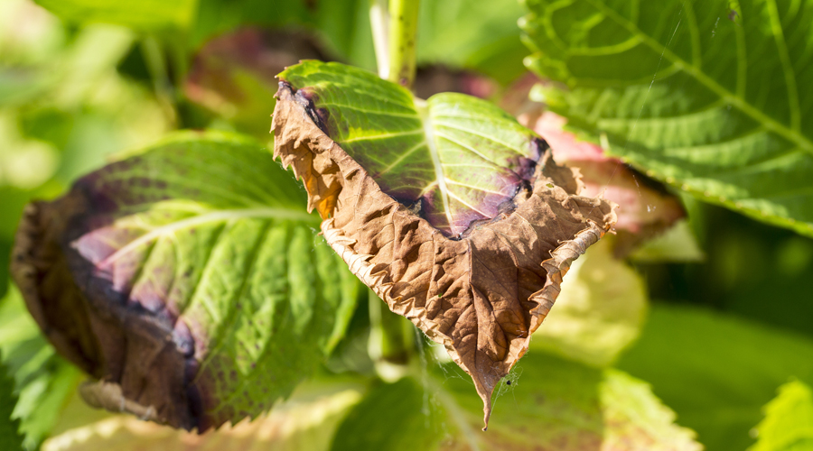 Les fulles d'una planta afectades pel sol