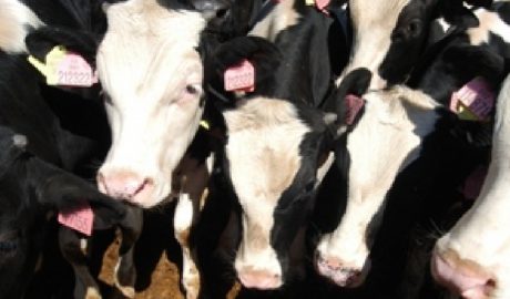 Vacunació per la dermatosi nodular contagiosa