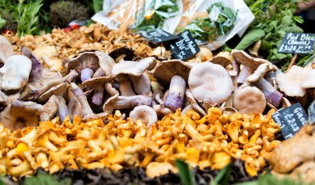 Una gran varietat de bolets