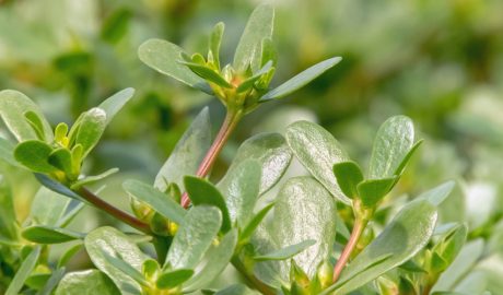 Un exemplar de verdolaga