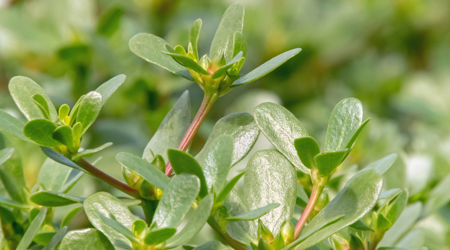 Un exemplar de verdolaga