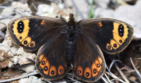 Un exemplar de muntanyesa de primavera