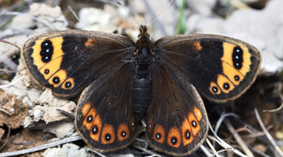 Un exemplar de muntanyesa de primavera