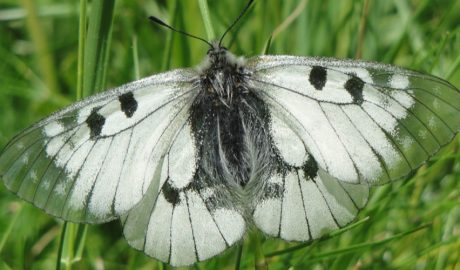 Un exemplar de mnemòsine