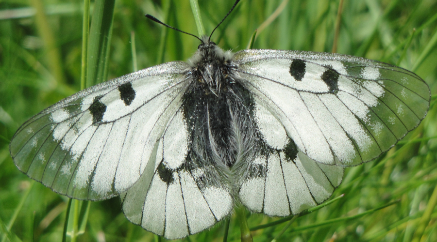 Un exemplar de mnemòsine