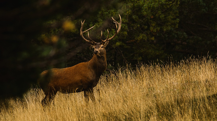 Un cérvol a la natura (Govern.cat)