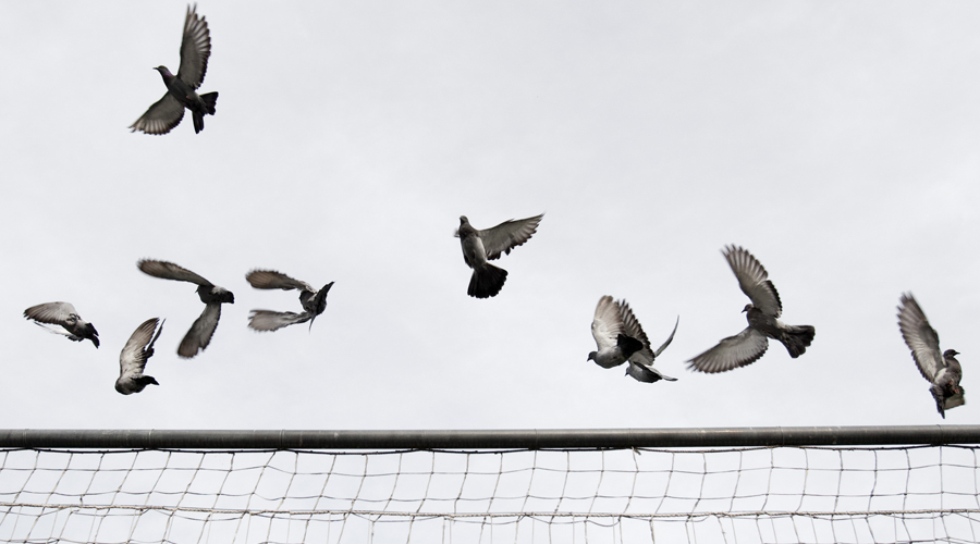 Coloms en llibertat (Comú d'Andorra la Vella / Tony Lara)