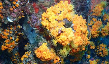 Exemplars de corall taronja