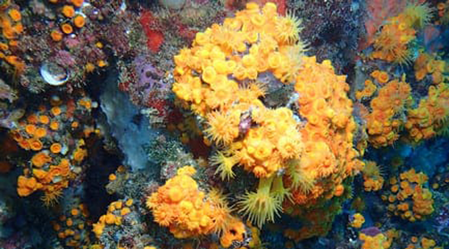 Exemplars de corall taronja