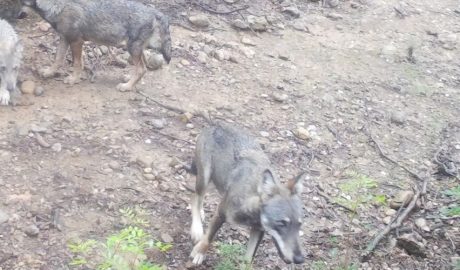 Una femella llop i dos cadells