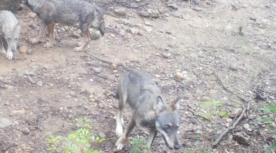 Una femella llop i dos cadells