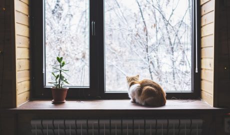 Un gat mirant per la finestra en un dia de tardor